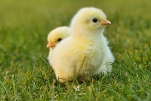 Two baby chicks stand next to each other on grass