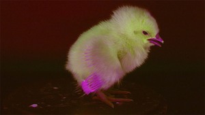 A chick's wing glows blue from the camera to show the sex of the chick 