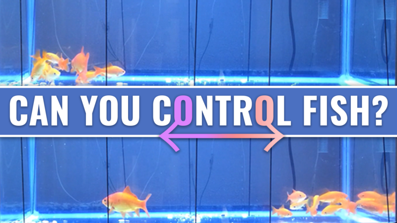Controlling Fish Swimming Patterns